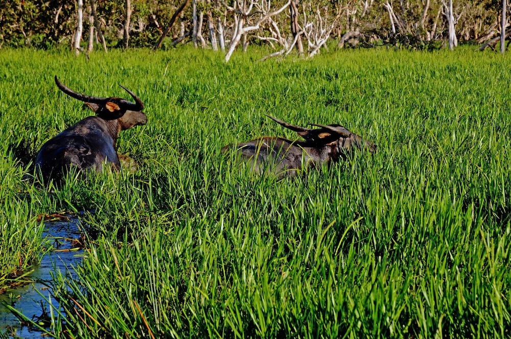 Bamurru Plains