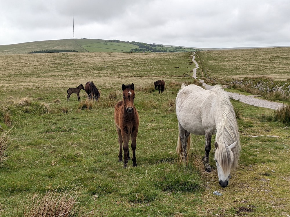 Yelverton Vacations - Railway Ramblers' Rest - Property Image 12