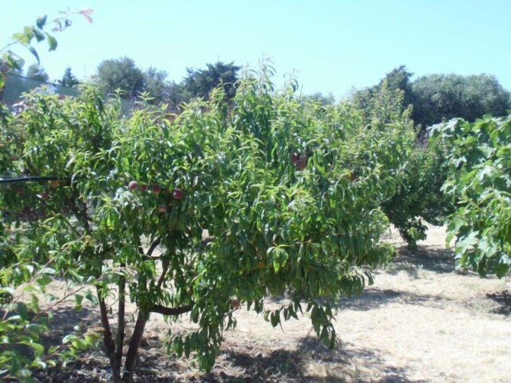 Stella di Sicilia