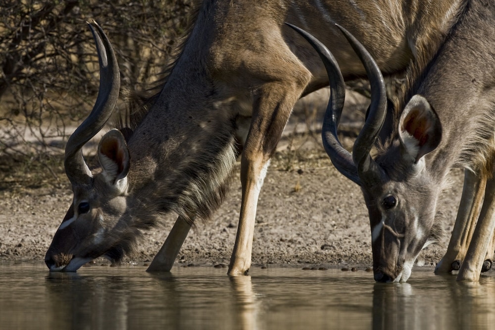 Grassland Safari Lodge