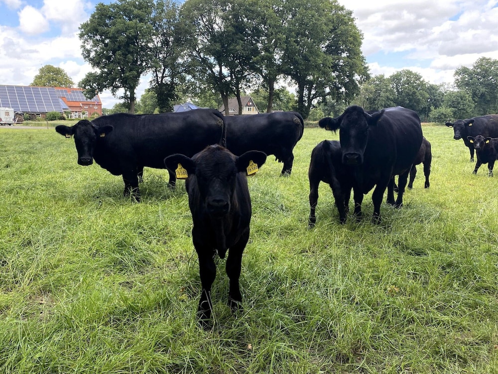Reihenhauser in Strackholt