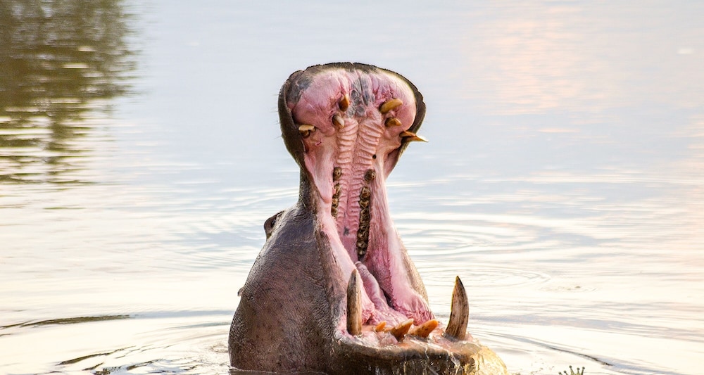 Elandela Private Game Reserve & Luxury Lodge