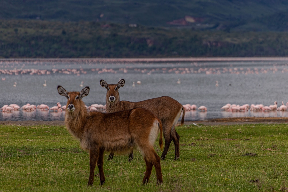 Mbweha Camp Lake Nakuru