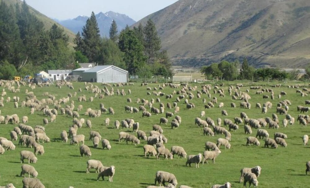 Dunstan Downs High Country Sheep Station
