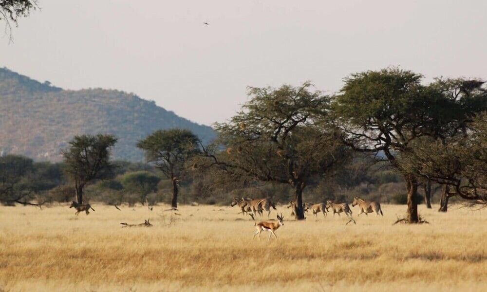 Otjimbondona Kalahari