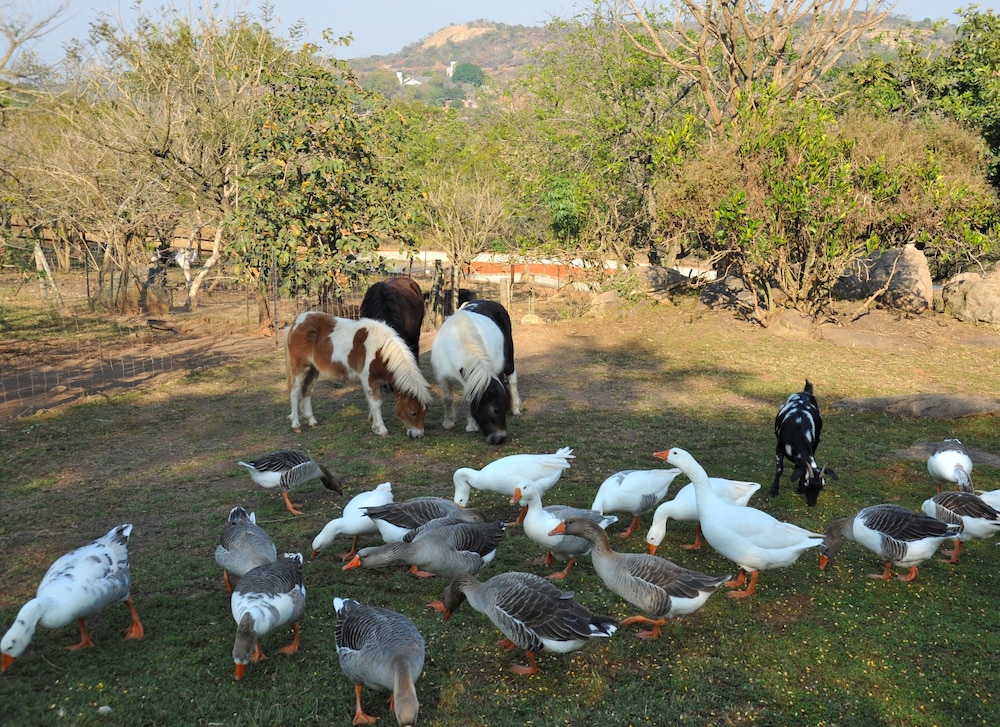 Bundu Lodge