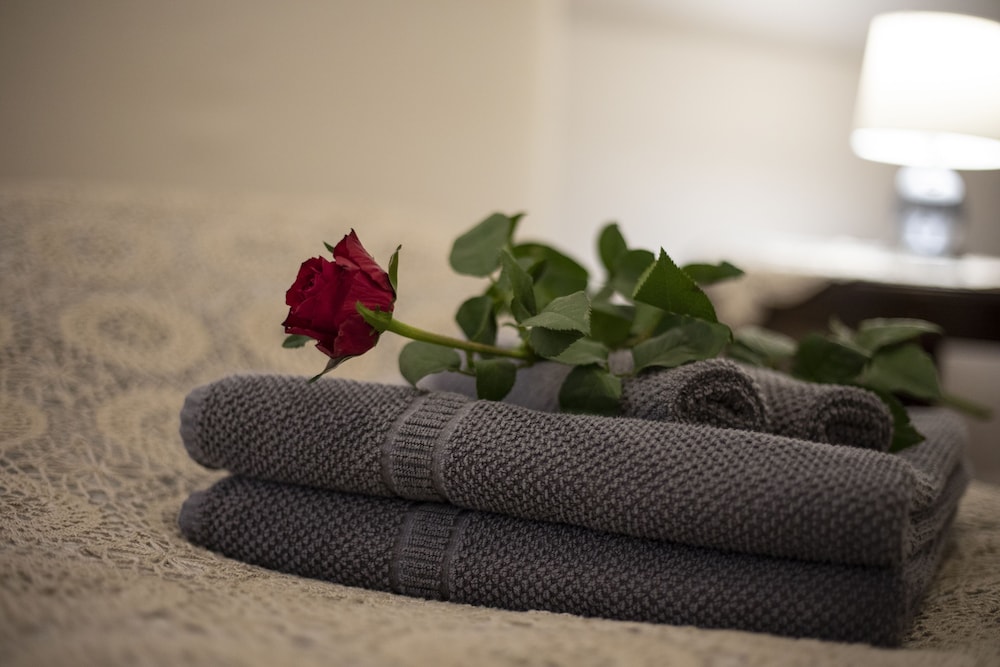 Dogana d'Acqua Art B&B