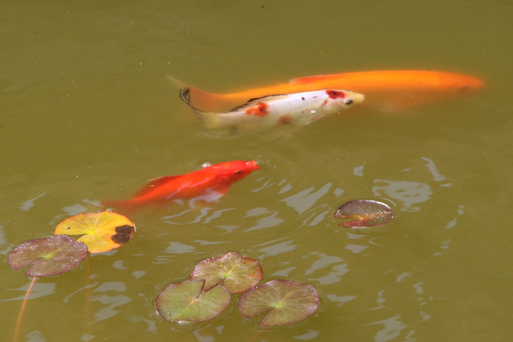Photo 43