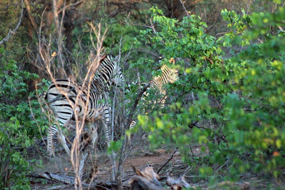 Mtomeni Safari Camp