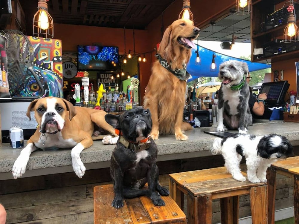 Downtown Central Parking Pet Friendly Walk