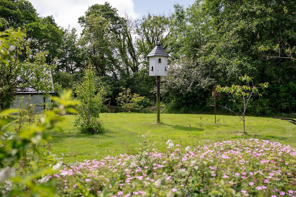 Cornflower at Gorslwyd - Sound Retreat
