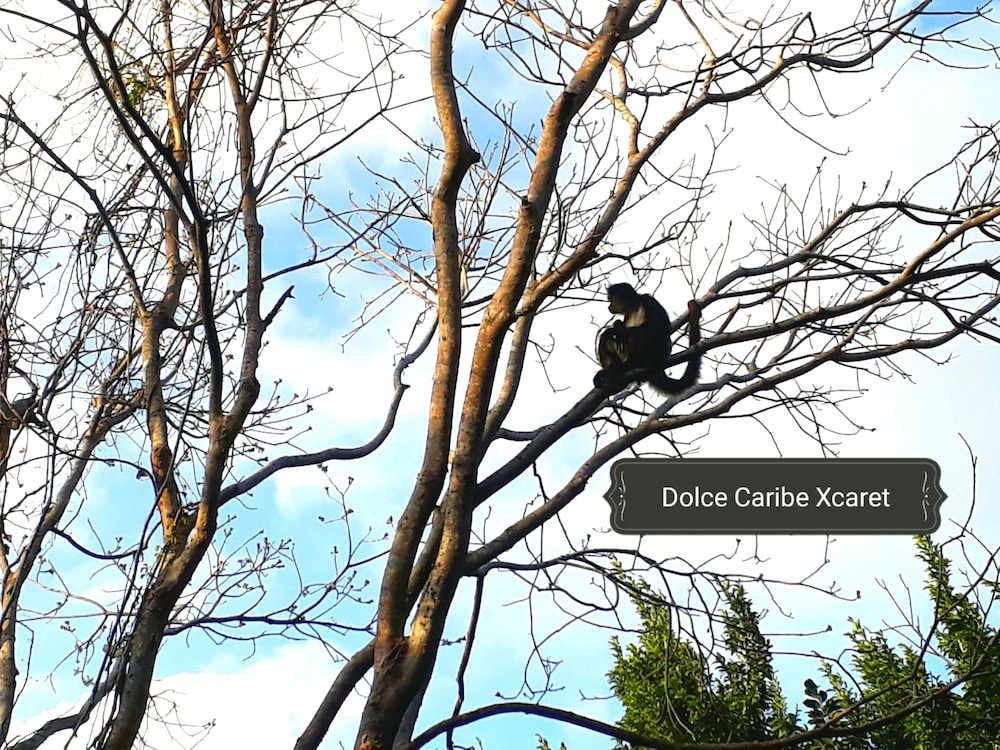 Dolce Caribe B&B