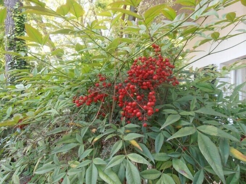 Photo 41