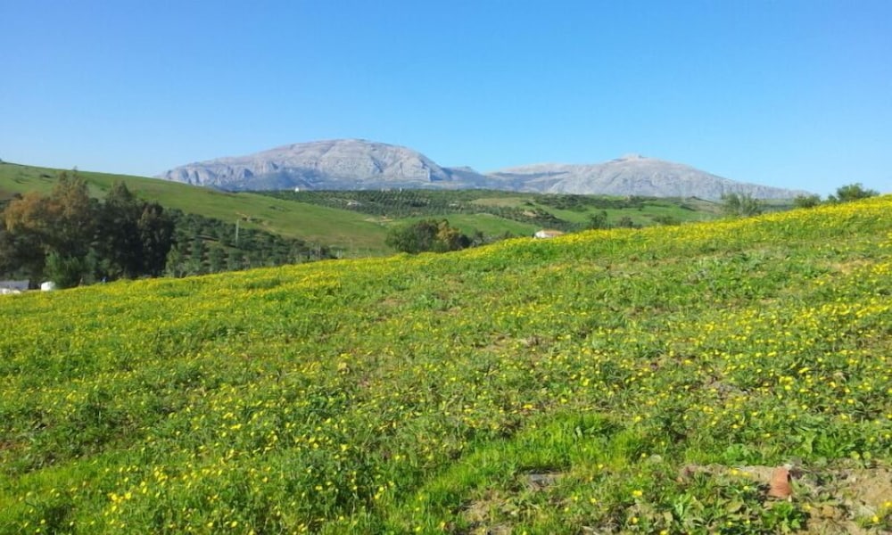 Dos Alamos