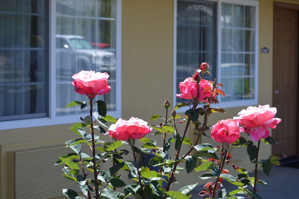 Budget Inn of Paso Robles