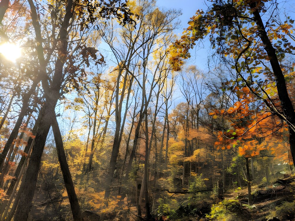 Autumn Wings - A Natural Retreat - Property Image 3