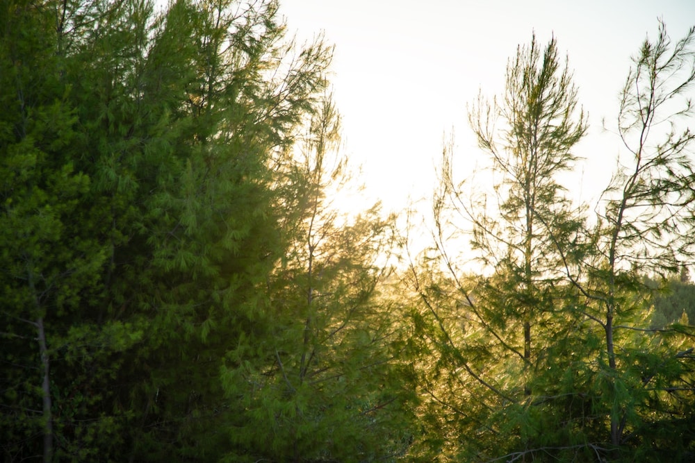 Olive Grove Panorama Suite Exi