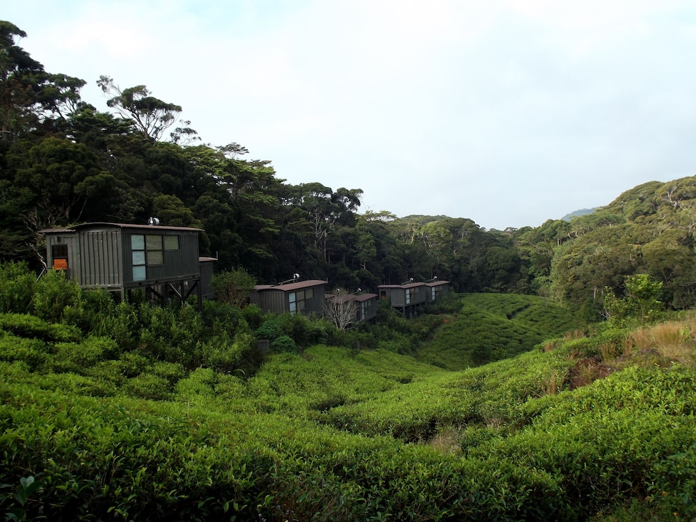 The Rainforest Ecolodge
