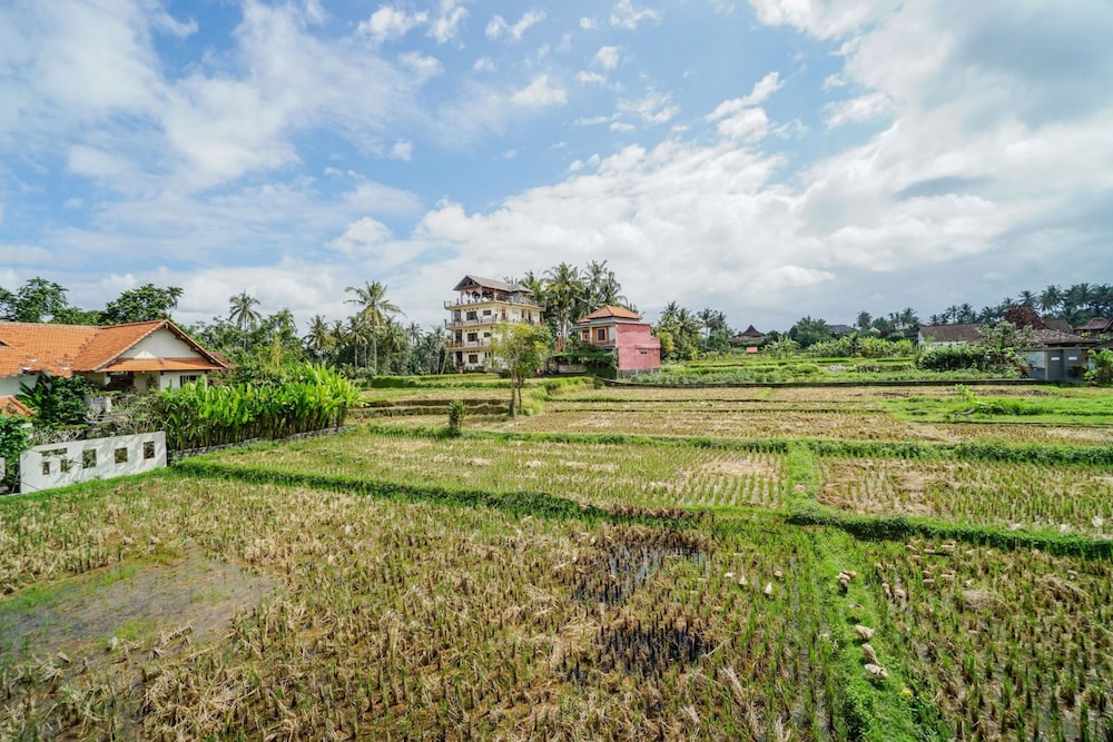 Molecha Guest House view 5