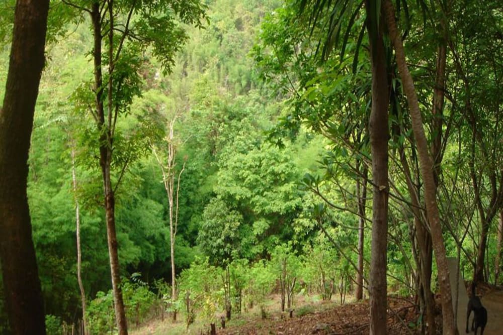 Sam's Jungle Guesthouse