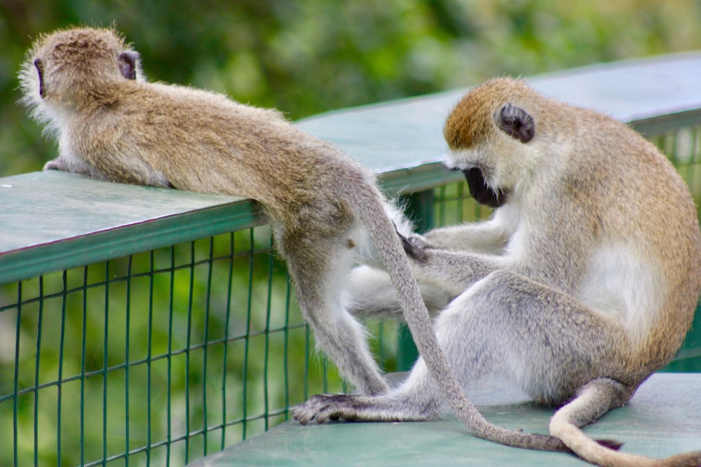 The Vijiji Center Lodge and Safari