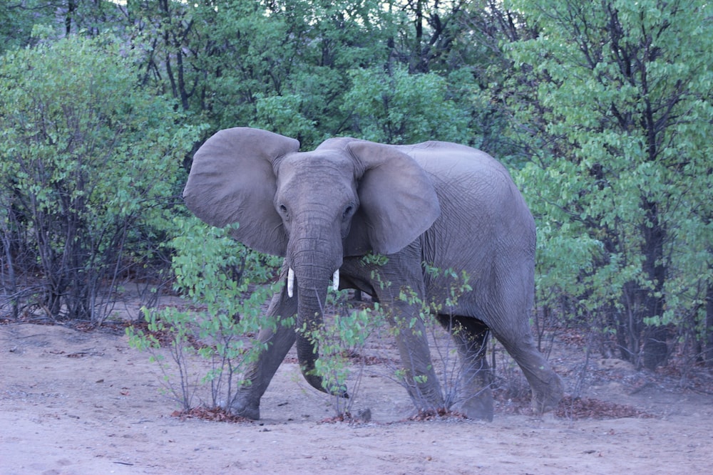 Hobatere Lodge