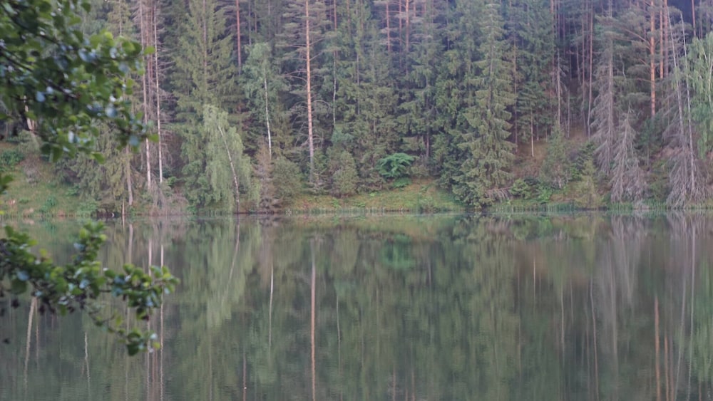 Metai Miške&a Year in the Forest