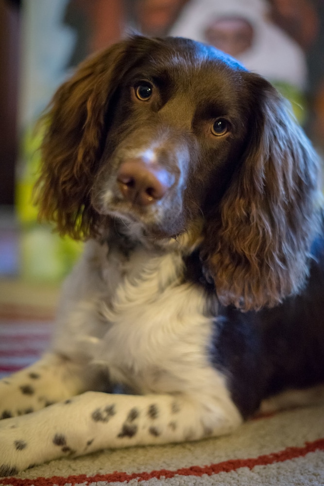 Kingsley Edinburgh
