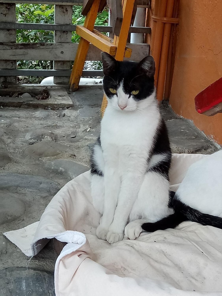 Cat Sky Country Homestay