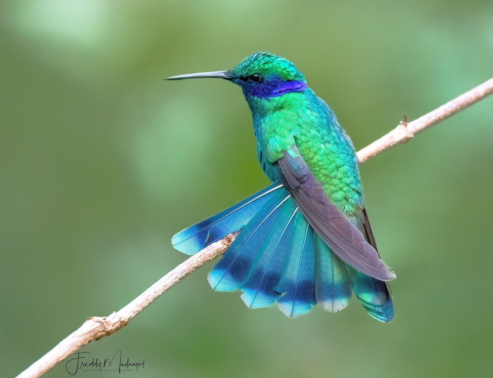 Sueños Natura Birding & Photography