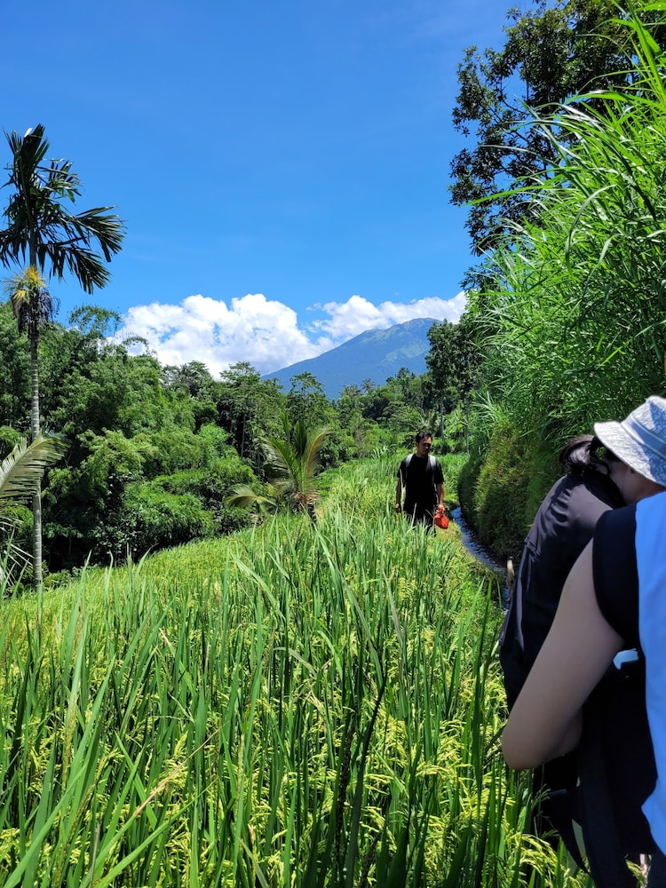 Les Rizieres Lombok - Tetebatu