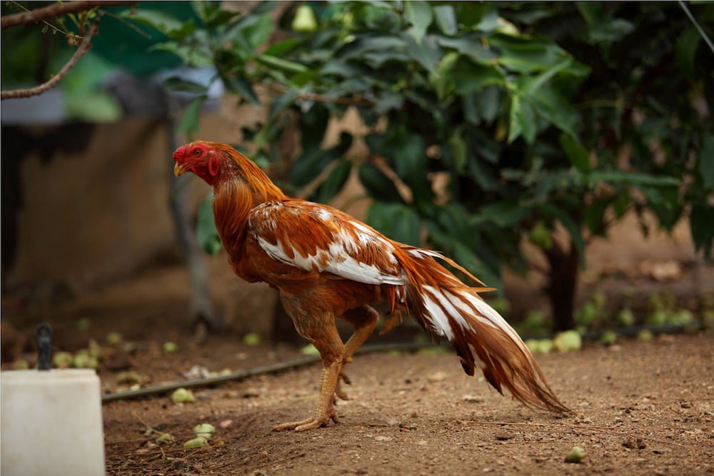 Harvest Fresh Farms
