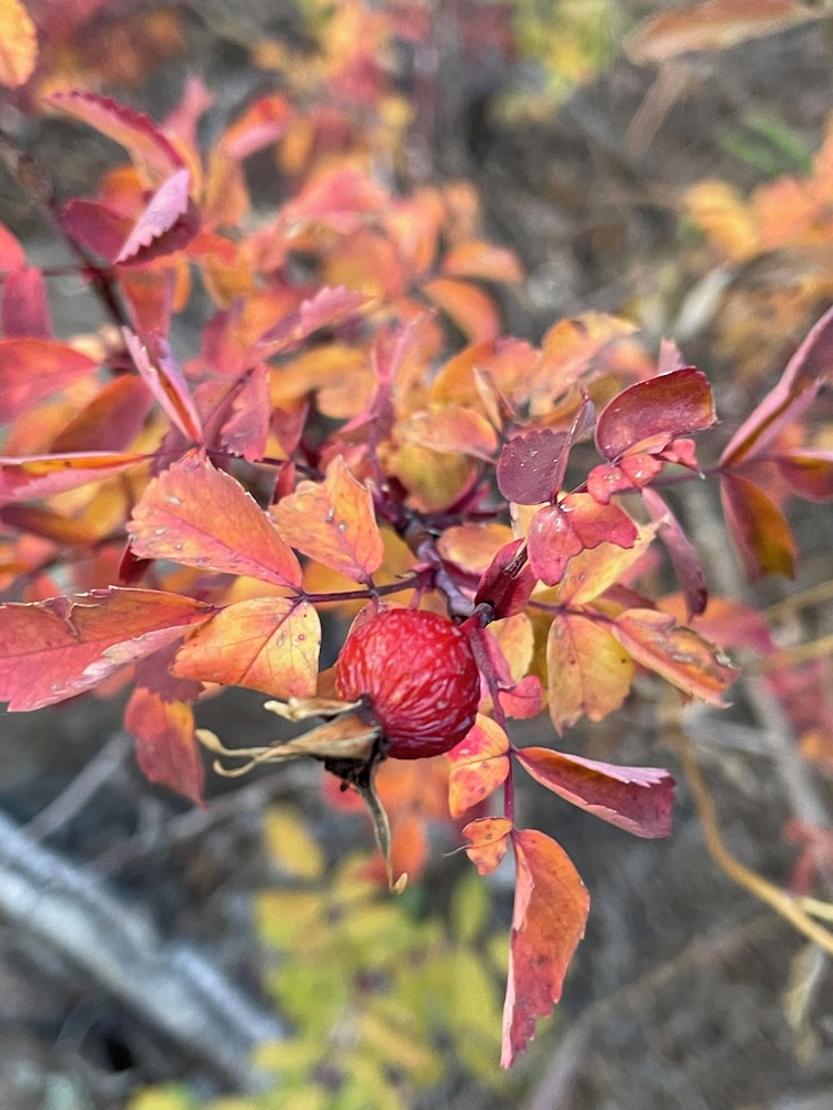 Photo 44