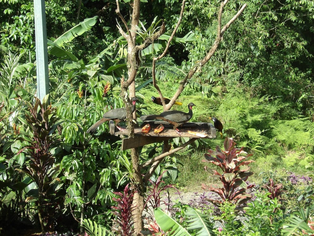 Pura Vidaville - Toucan's Nest