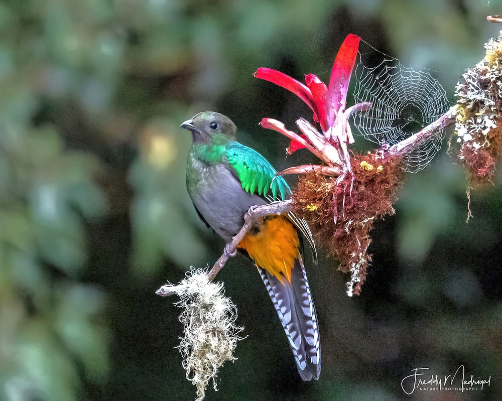 Sueños Natura Birding & Photography