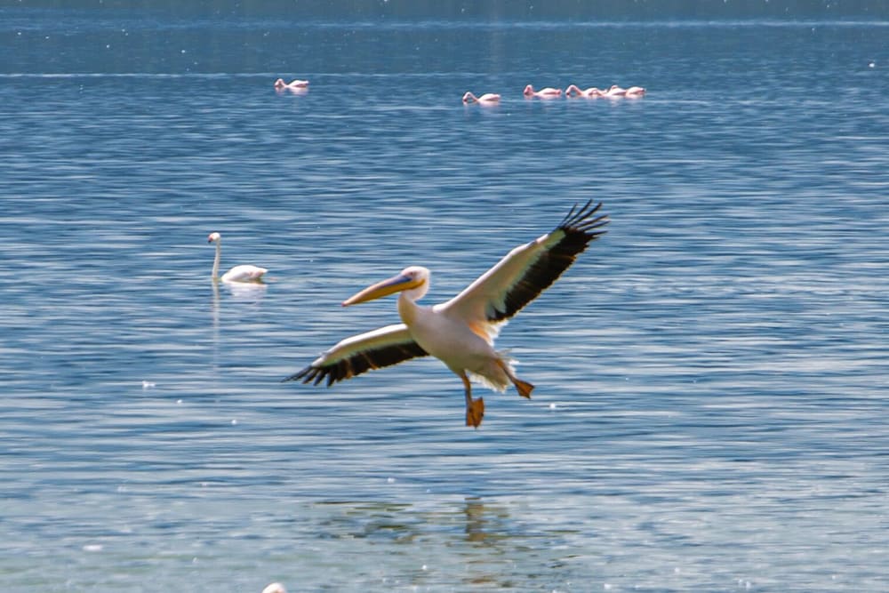 Mbweha Camp Lake Nakuru