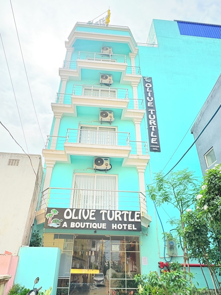 Olive turtle Puri