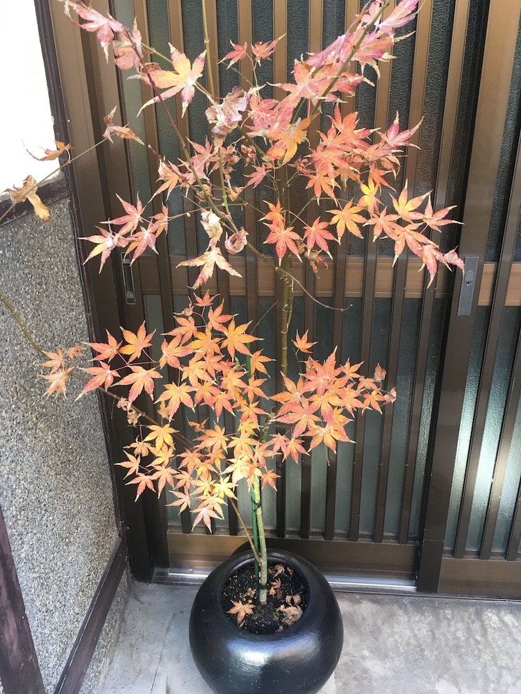 Kyoto Guest House WAON