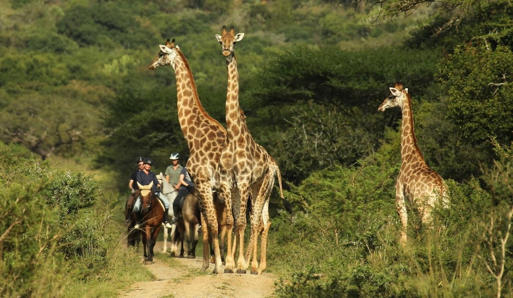 Pakamisa Private Game Reserve
