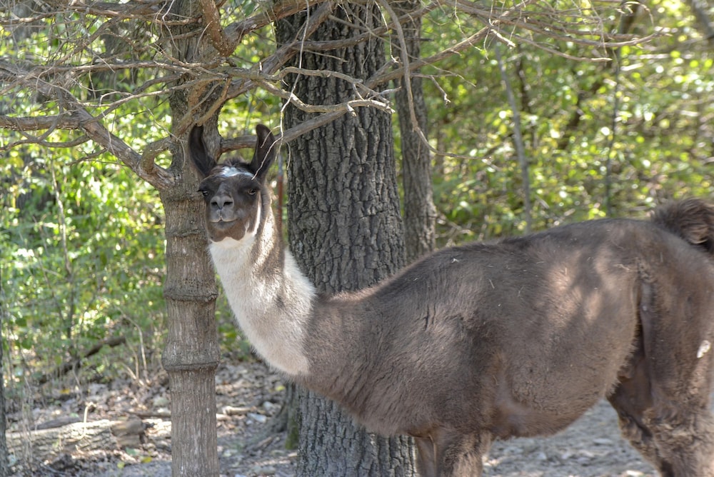 Omaha Vacations - Llama House - Property Image 11