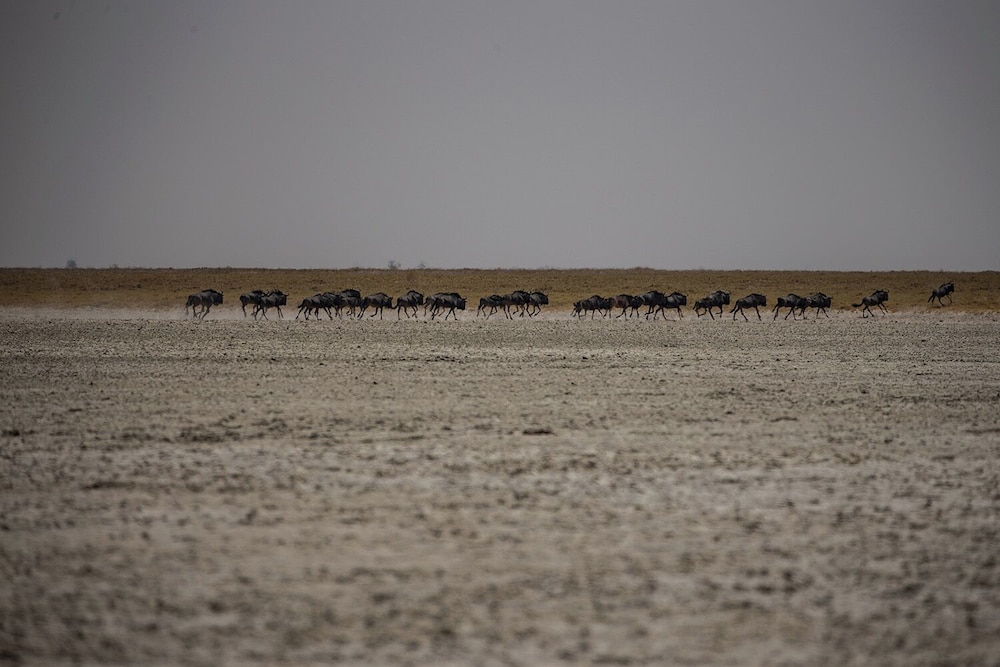 Phudzi Resort T/A Makgadikgadi Adventures