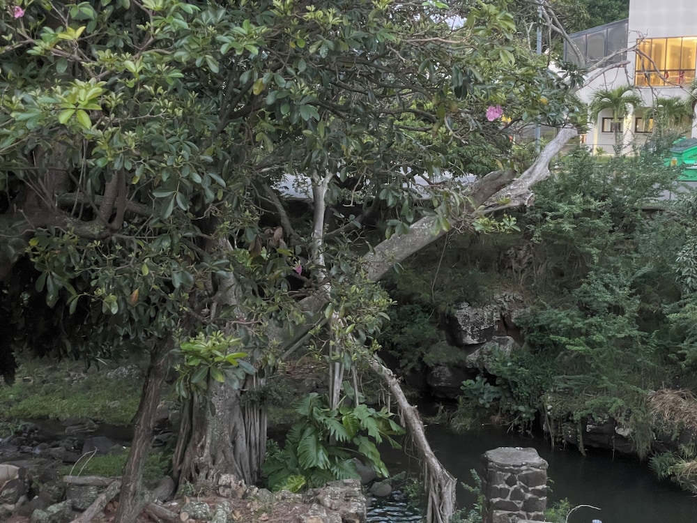 Urban oasis in heart of city-large yard