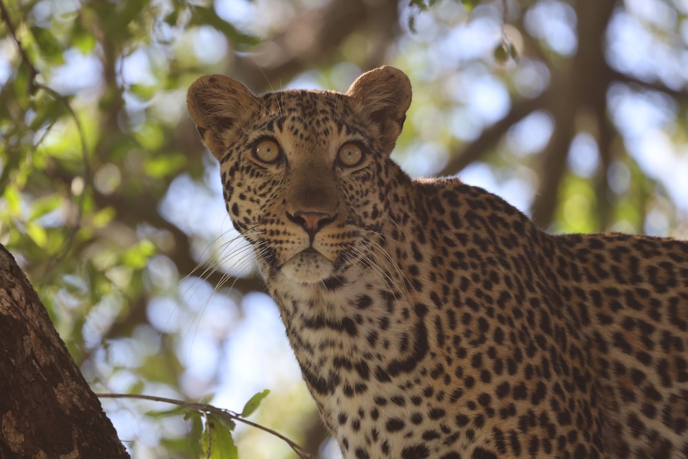 Karongwe - River Safari Lodge