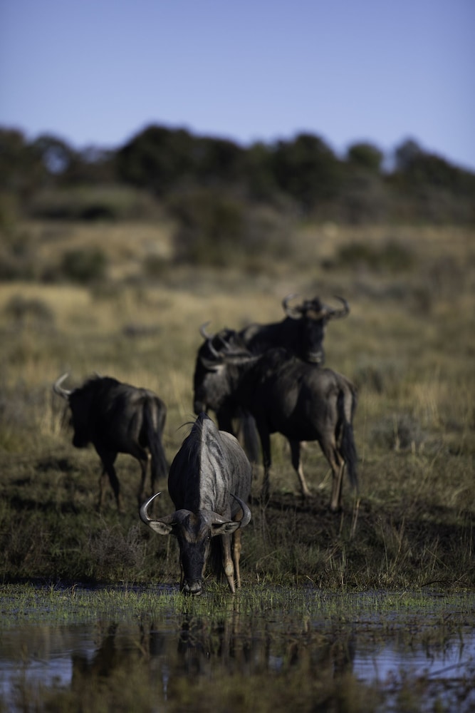 Nedile Lodge, photo 62