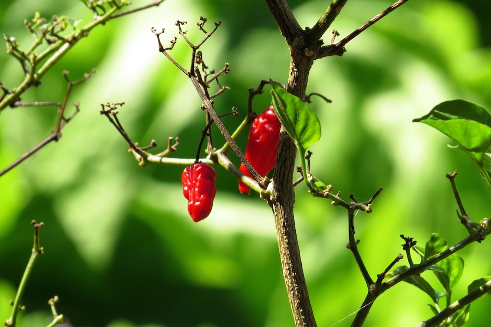 Hostel Nature