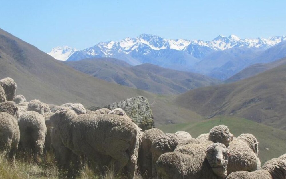 Dunstan Downs High Country Sheep Station