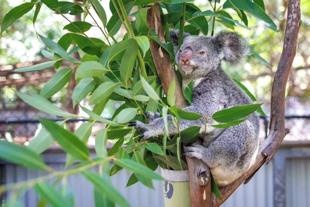 Bounce Magnetic Island