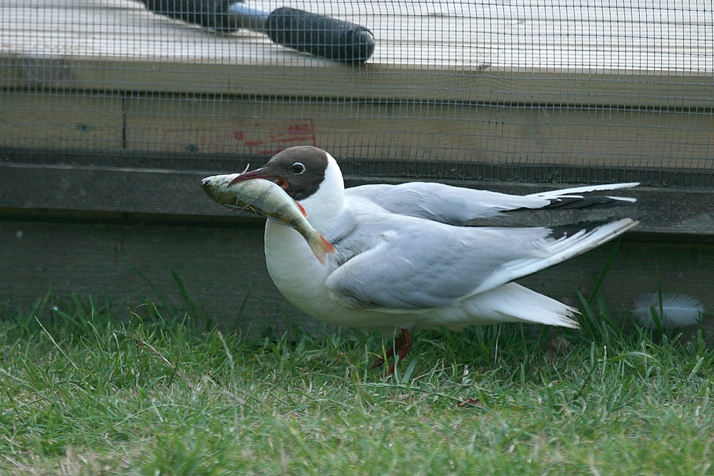 Photo 48