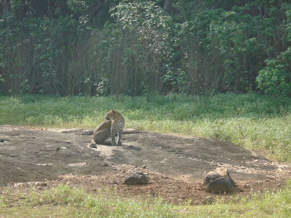 Yala Avian Eye Safari