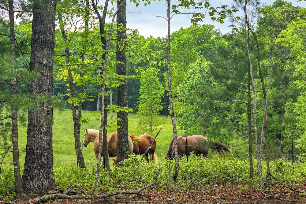 15 Mi to Blue Ridge: Forested Cabin w/ Decks!